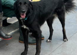 Rover Zorro Dogsavior Nov25 Beitragsbild