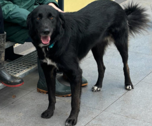 Rover Zorro Dogsavior Nov25 Beitragsbild