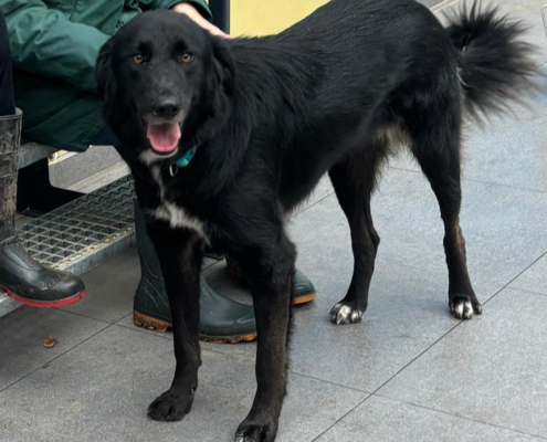 Rover Zorro Dogsavior Nov25 Beitragsbild