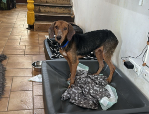 Spiros Zorro Dogsavior Apr25 1