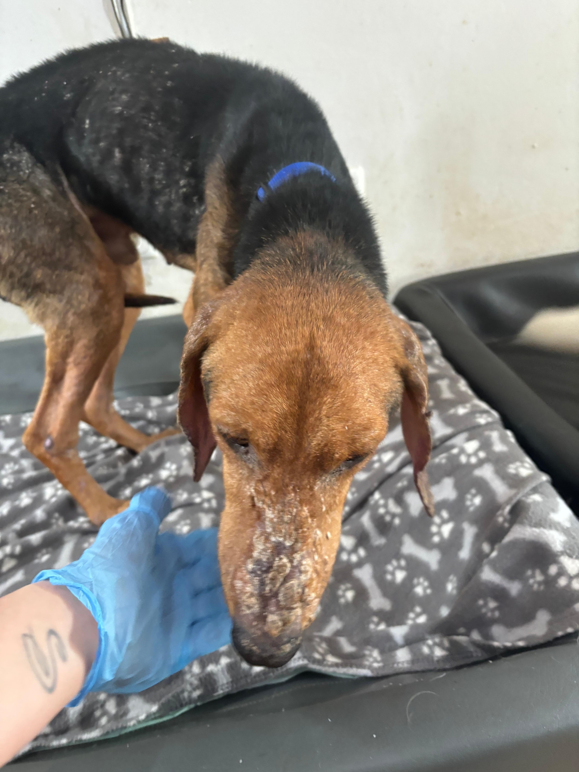 Spiros Zorro Dogsavior Apr25 2