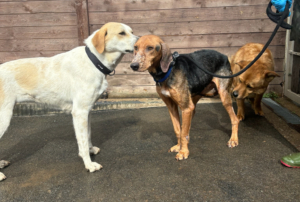 Spiros Zorro Dogsavior Apr25 3