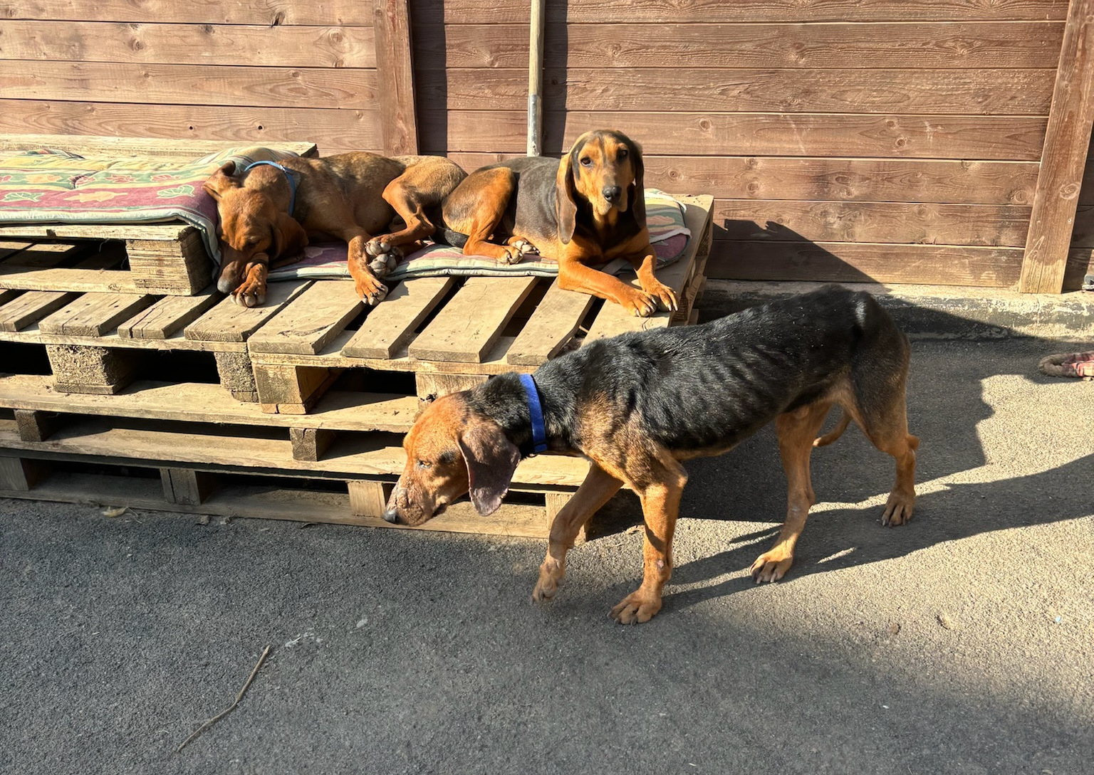 Spiros Zorro Dogsavior Apr25 4