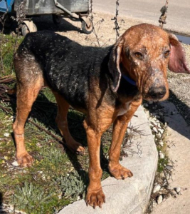 Spiros Zorro Dogsavior Apr25 5