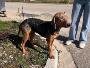 Spiros Zorro Dogsavior Apr25 6