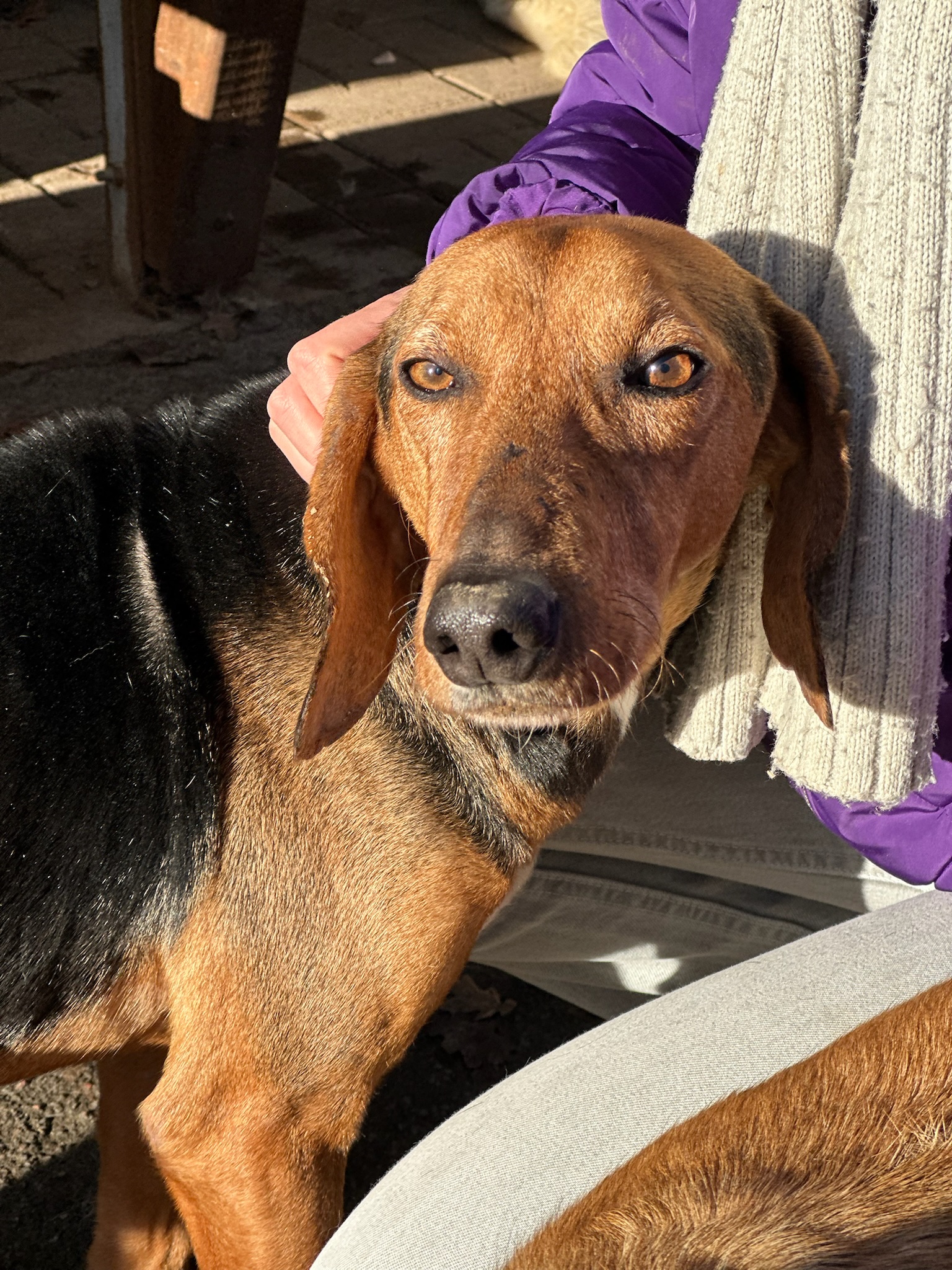 Spiros Zorro Dogsavior Dez25 1