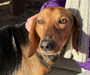 Spiros Zorro Dogsavior Dez25 Beitragsbild