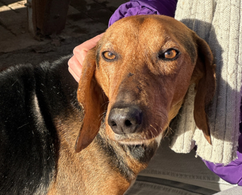 Spiros Zorro Dogsavior Dez25 Beitragsbild