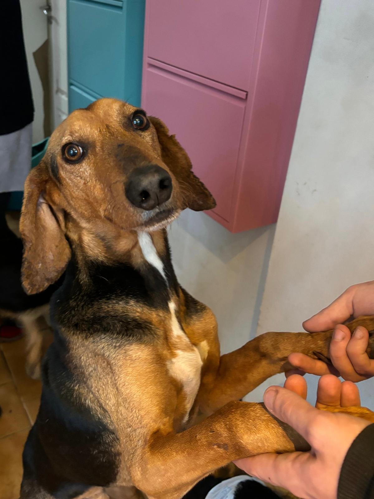 Spiros Zorro Dogsavior Nov25 1