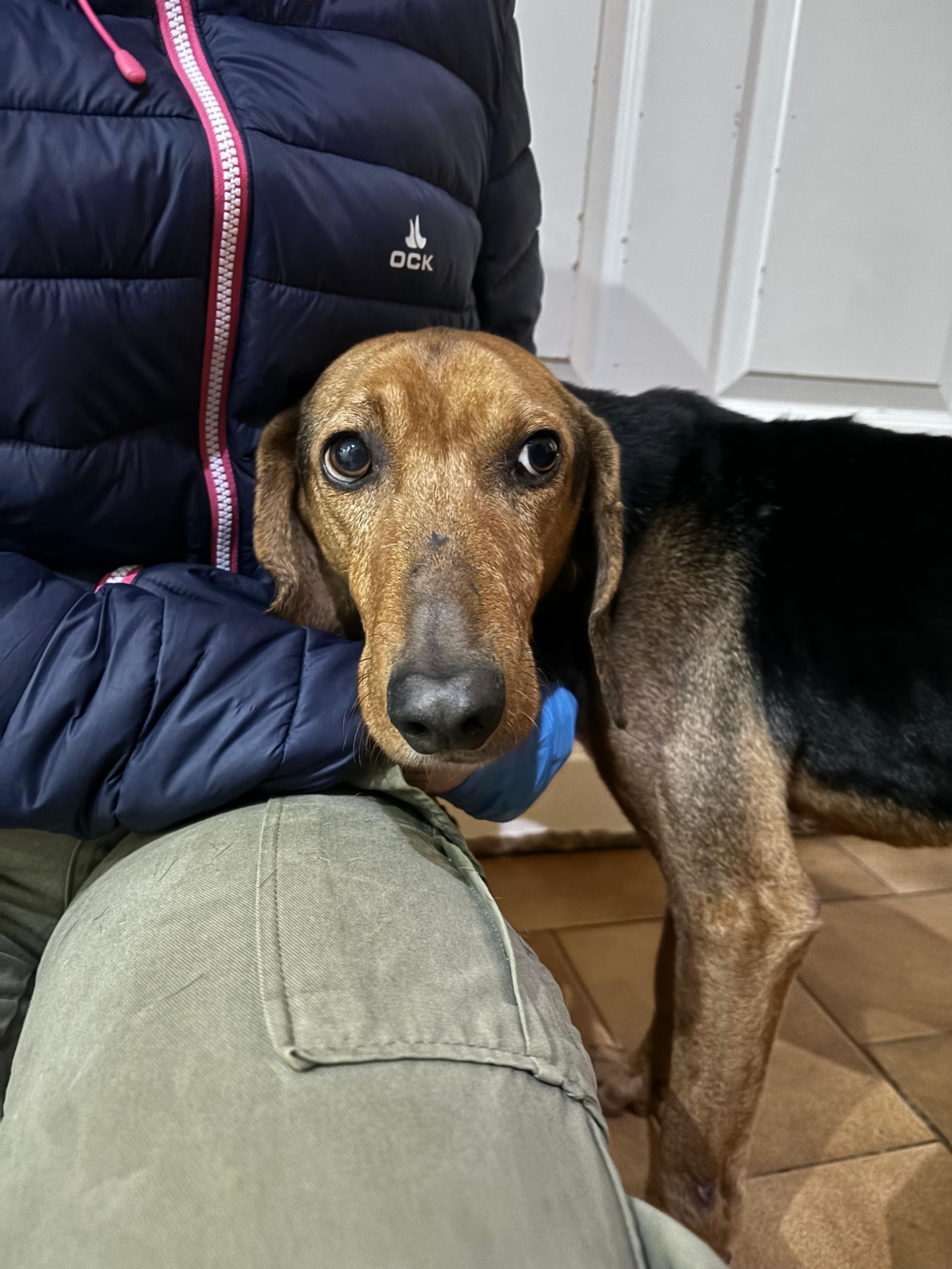 Spiros Zorro Dogsavior Nov25 2