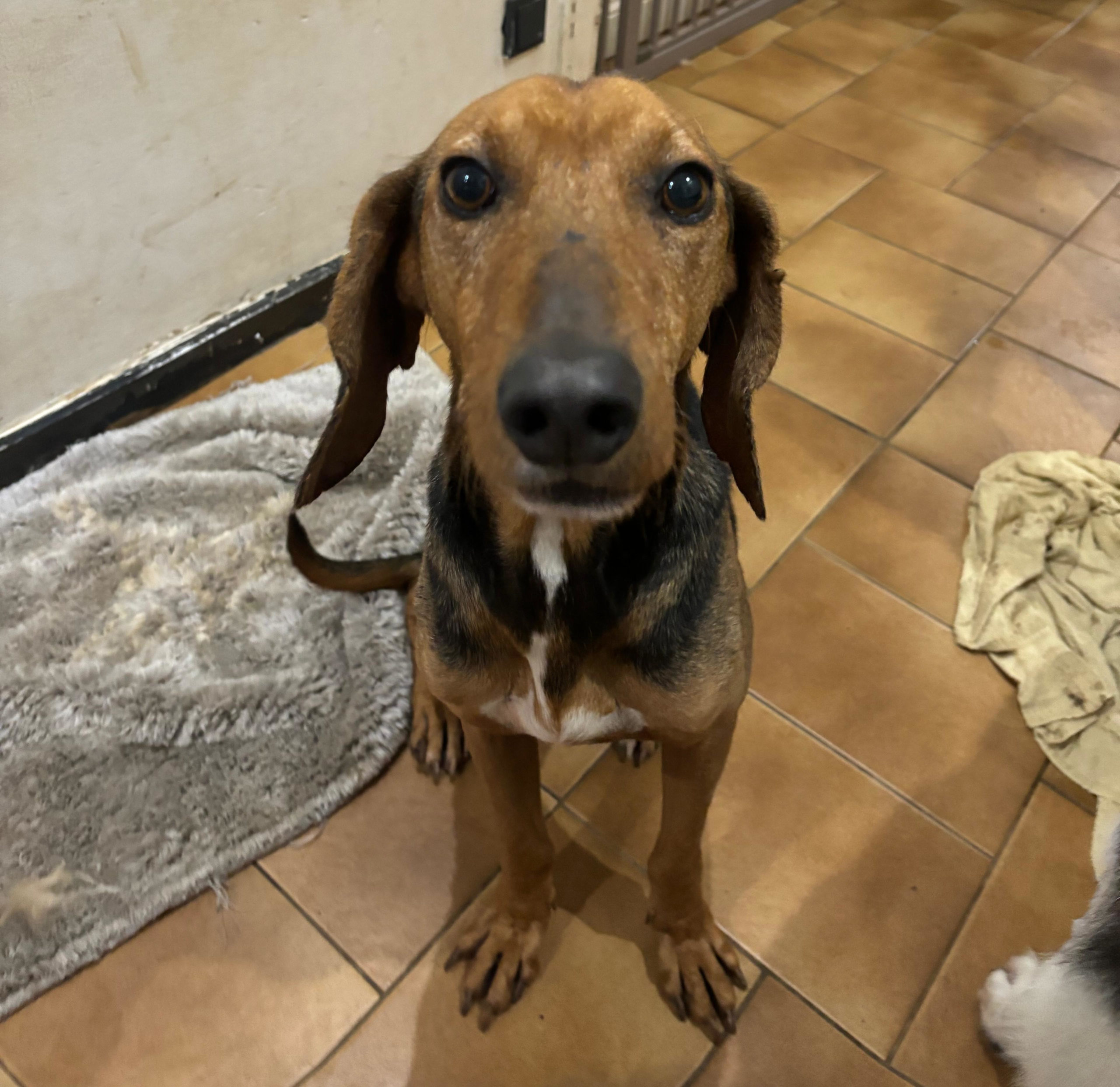 Spiros Zorro Dogsavior Nov25 3