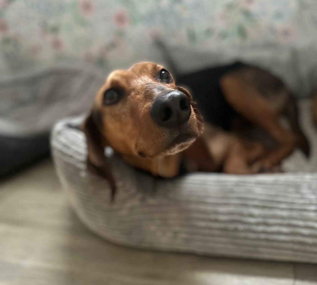 Spiros Zorro Dogsavior Nov25 4