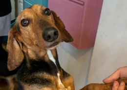 Spiros Zorro Dogsavior Nov25 Beitragsbild