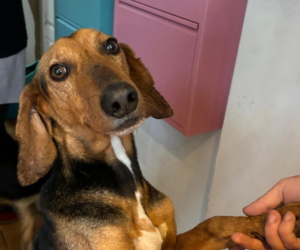 Spiros Zorro Dogsavior Nov25 Beitragsbild