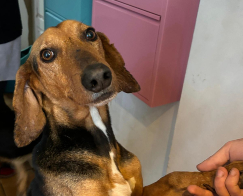 Spiros Zorro Dogsavior Nov25 Beitragsbild