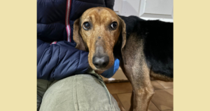 Spiros Zorro Dogsavior Nov25 Social Media