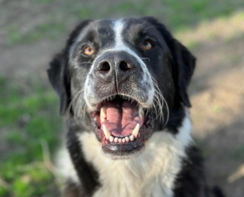 Baz Zorro Dogsavior Mär24 Beitragsbild