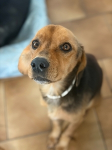 Bobby Zorro Dogsavior Dez25 2