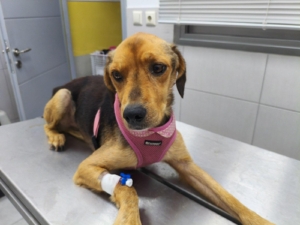 Bobby Zorro Dogsavior Dez25 4