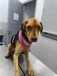 Bobby Zorro Dogsavior Dez25 5