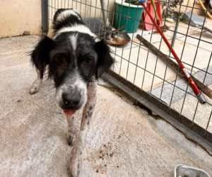 Boy Zorro Dogsavior Sep25 Beitragsbild