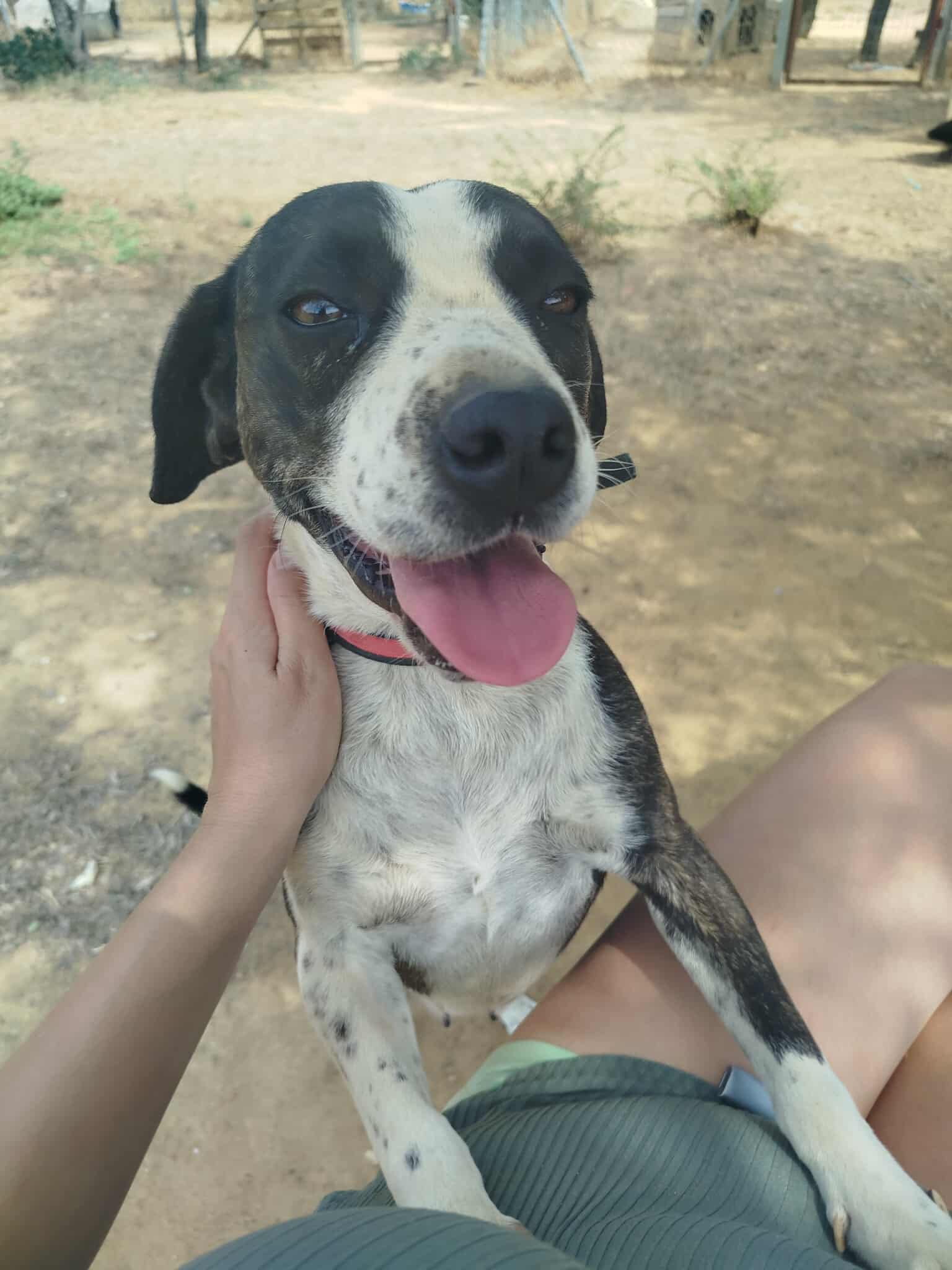 Claire Zorro Dogsavior Nov25 1