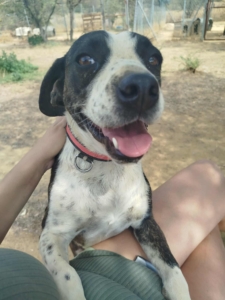 Claire Zorro Dogsavior Nov25 2