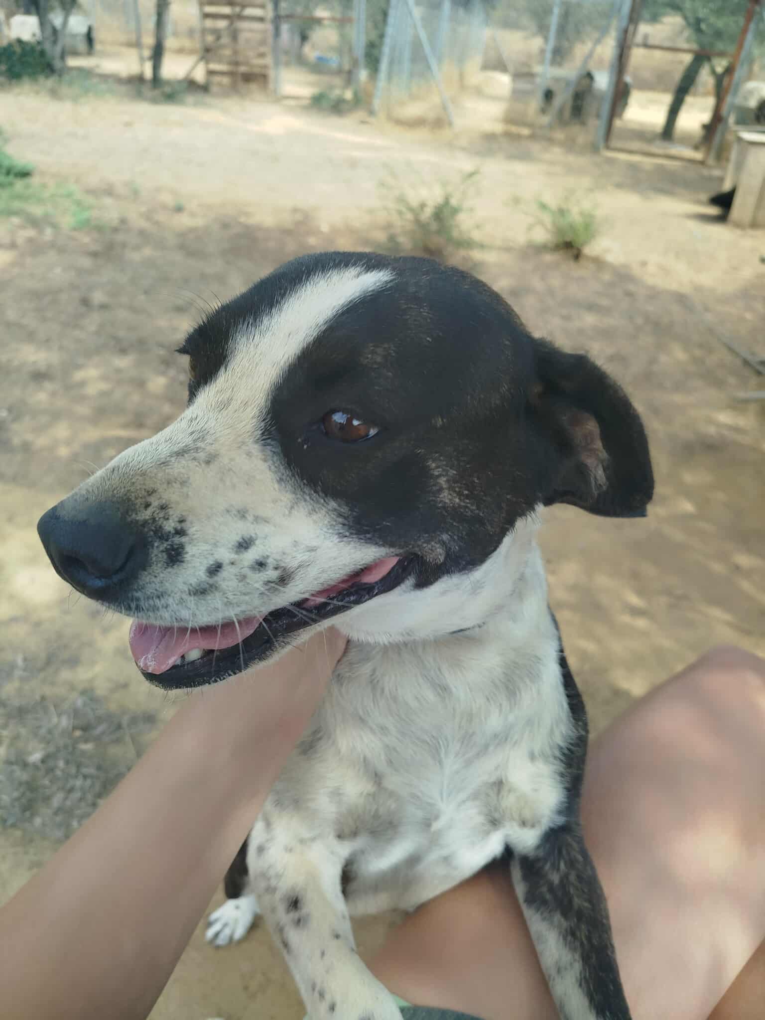 Claire Zorro Dogsavior Nov25 3