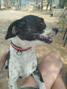 Claire Zorro Dogsavior Nov25 4