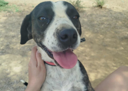 Claire Zorro Dogsavior Nov25 Beitragsbild