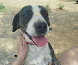 Claire Zorro Dogsavior Nov25 Beitragsbild