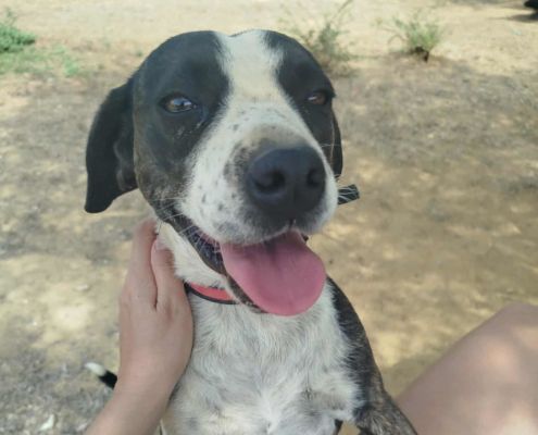 Claire Zorro Dogsavior Nov25 Beitragsbild