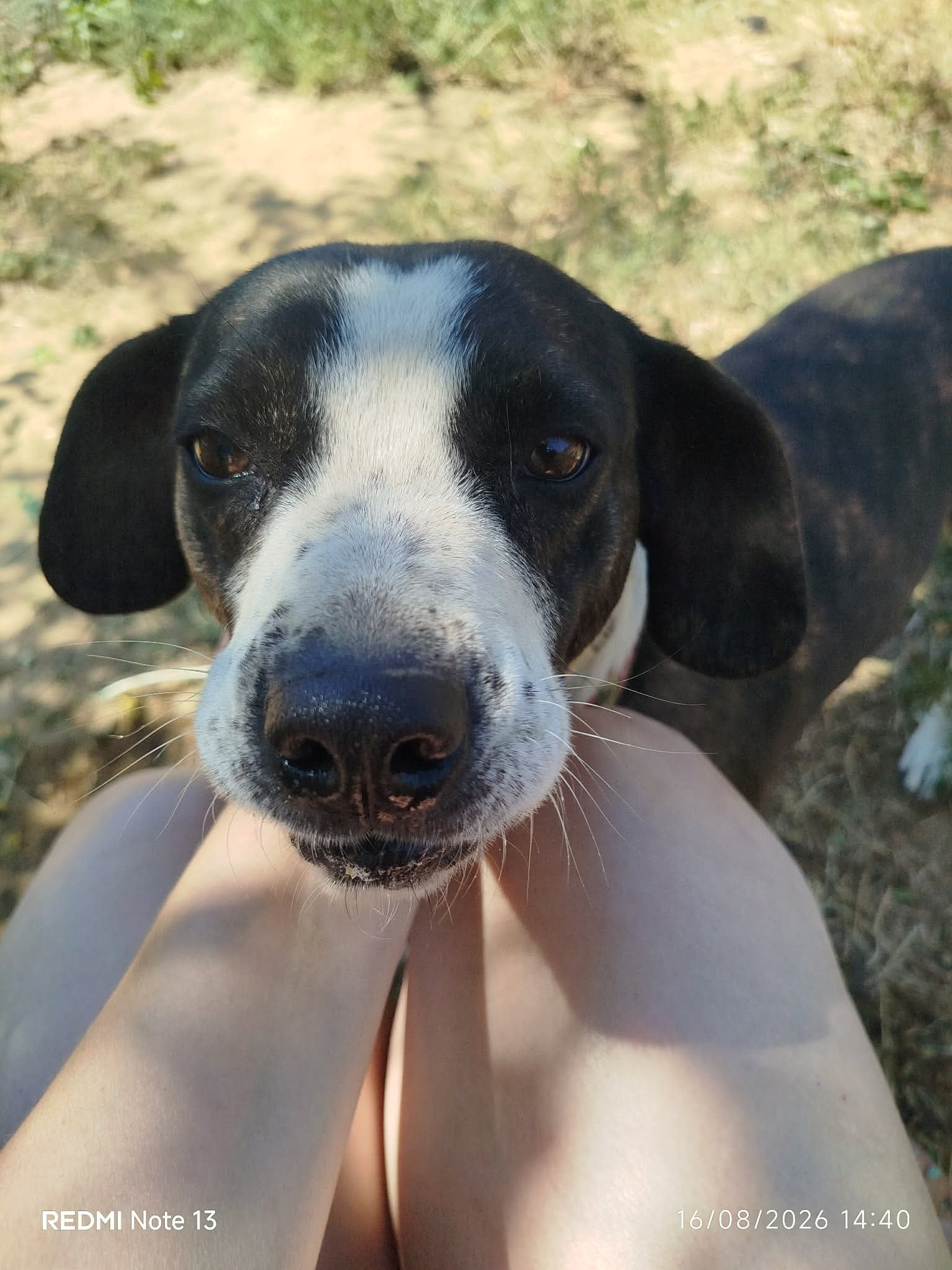 Claire Zorro Dogsavior Sep26 1
