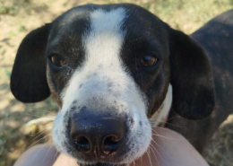 Claire Zorro Dogsavior Sep26 1 Beitragsbild