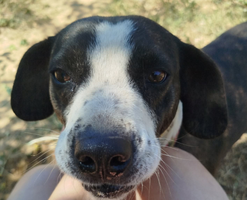 Claire Zorro Dogsavior Sep26 1 Beitragsbild