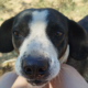 Claire Zorro Dogsavior Sep26 1 Beitragsbild