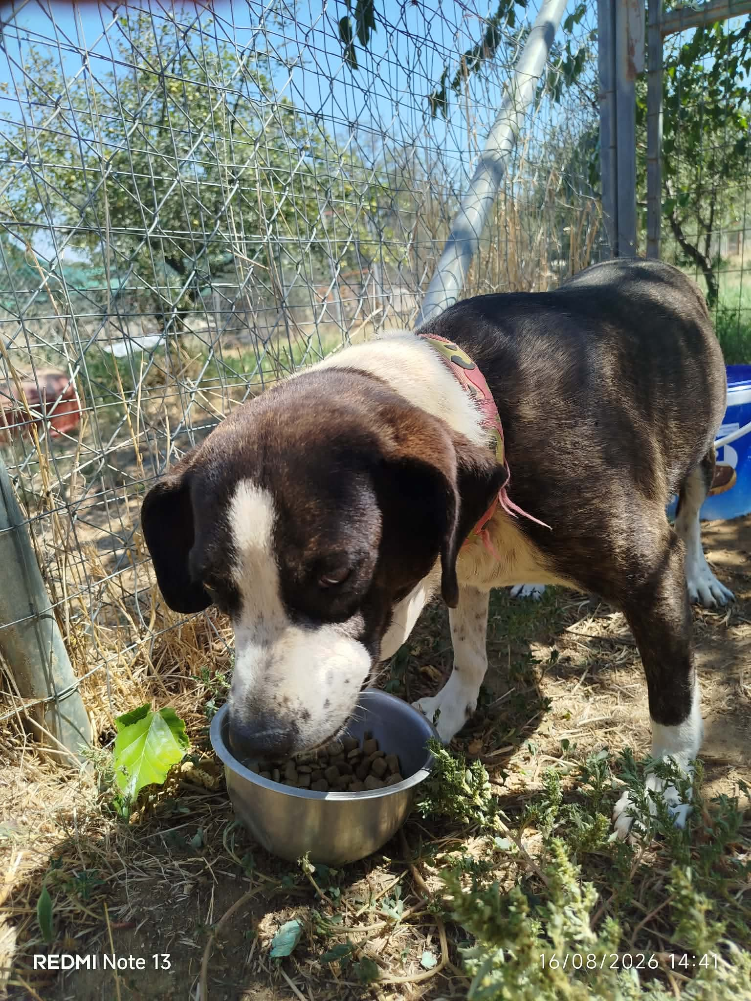 Claire Zorro Dogsavior Sep26 2