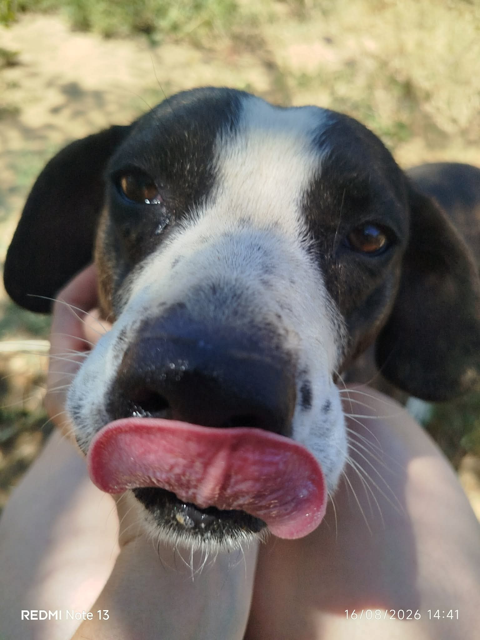 Claire Zorro Dogsavior Sep26 3