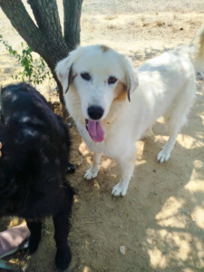 Faidra Zorro Dogsavior Nov25 1