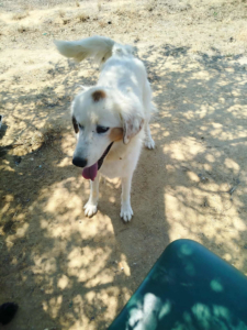 Faidra Zorro Dogsavior Nov25 2