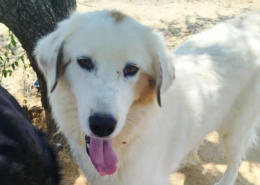 Faidra Zorro Dogsavior Nov25 Beitragsbild