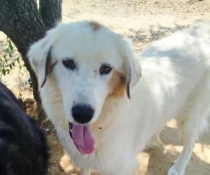 Faidra Zorro Dogsavior Nov25 Beitragsbild