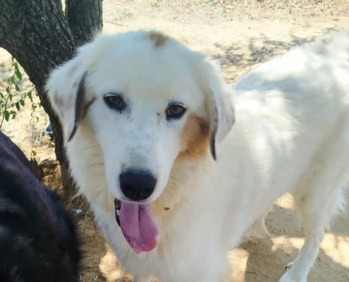 Faidra Zorro Dogsavior Nov25 Beitragsbild