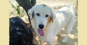 Faidra Zorro Dogsavior Nov25 Social Media