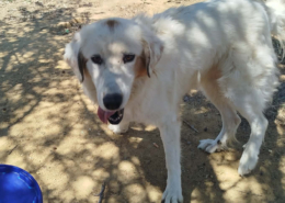 Faidra Zorro Dogsavior Sep26 1 Beitragsbild
