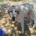 Faidra Zorro Dogsavior Sep26 1 Beitragsbild