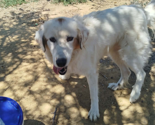 Faidra Zorro Dogsavior Sep26 1 Beitragsbild
