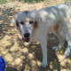 Faidra Zorro Dogsavior Sep26 1 Beitragsbild