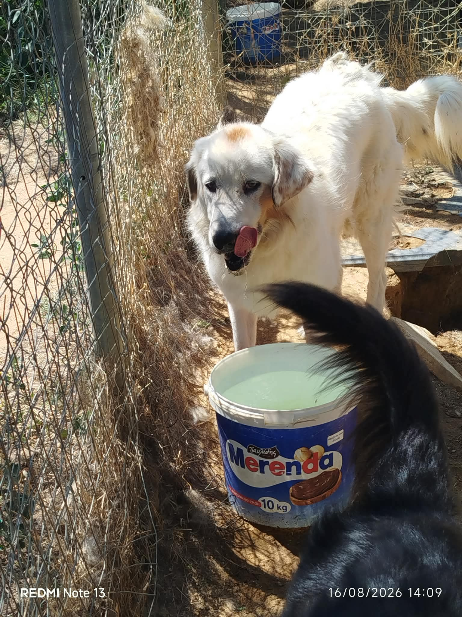 Faidra Zorro Dogsavior Sep26 2