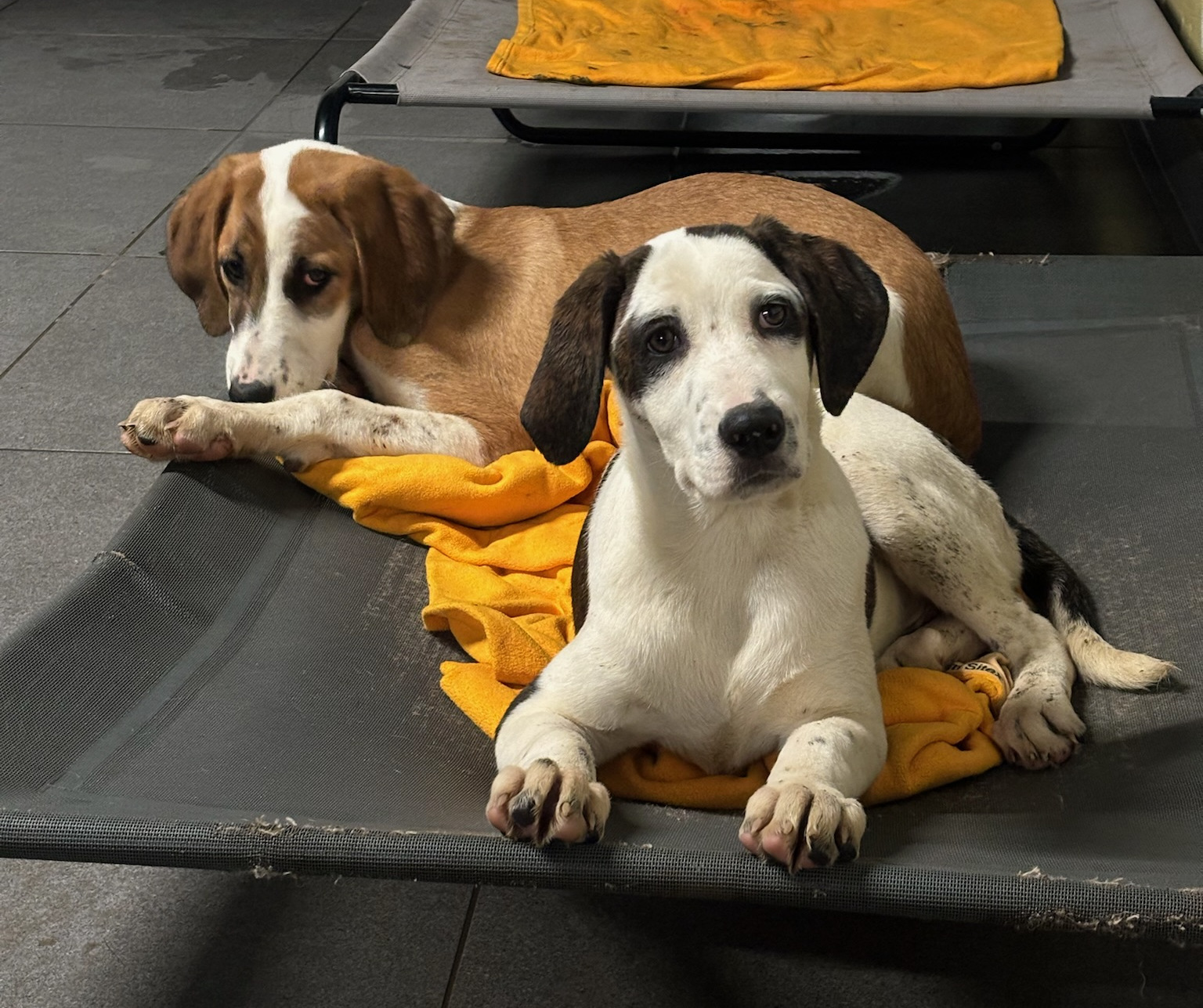 Hector Zorro Dogsavior Dez25 10